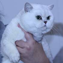 Британский кот для вязки, в Москве