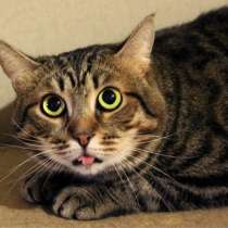 Скоро ли Стенли встретит своего хозяина, в Москве