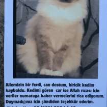 Ищем потеряшку, любимого кота, в г.Анкара