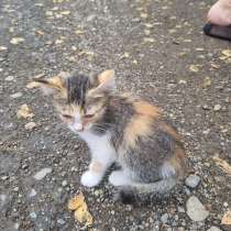 Помогите найти дом маленьким котятам, помогу на старте, в Краснодаре