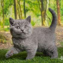 Продаются 2 британских девочки, в Санкт-Петербурге