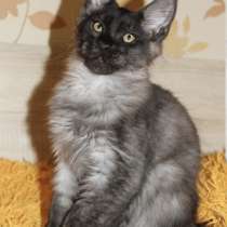 Котята Мейн-кун из питомника, в Тольятти