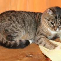 Отдам даром Чудесная кошечка ищет хозяина, в Москве