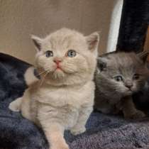 Продаю BKH лиловаго котёнка, в г.Берлин