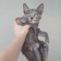 Котенок в добрые руки, в Москве