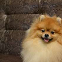 Малый кобель немецкого шпица, в Санкт-Петербурге