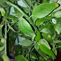 Георгий, 58 лет, хочет пообщаться, в Санкт-Петербурге