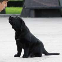 Чёрный щенок лабрадора, в Санкт-Петербурге