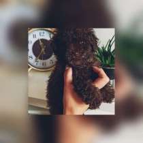 Той пудель, в Москве