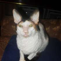 Продаю стерильную кошку корниш-рекс, в Москве