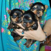 Мини девочки йорка, в Москве