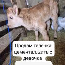 Телёнок, в Кизилюрте