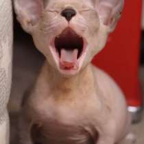 Донской Сфинкс, питомник, Санкт-Петербург, в Санкт-Петербурге