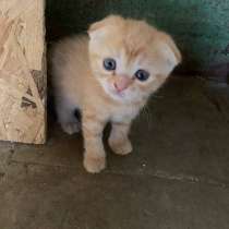 Отдам котят в хорошие руки!, в г.Луганск