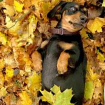 Случка Таксы, в Москве