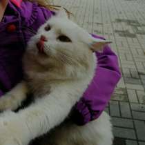 Срочно ищет дом ангорская кошечка, в Москве