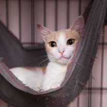 Ванесса - жертва человеческого безразличия, в Москве