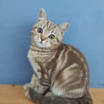 Süßes schottisches Kätzchen mit geraden Ohren (Mädchen), в г.Брауншвейг
