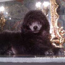 Девочка той-пуделя серебристого окраса, в Москве