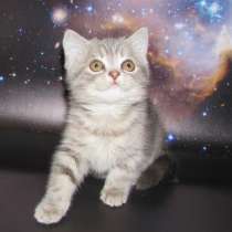 Шотландская кошечка из питомника, в Санкт-Петербурге