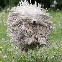 Венгерская овчарка пули, в Ростове-на-Дону