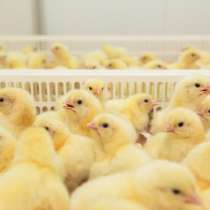 Продам цыплят бройлеров, в Саяногорске