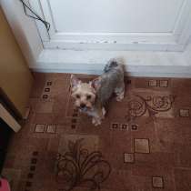 Возьму йорка в дар, в Москве