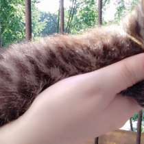 Элитная Бенгальские Снежный барс котятки, в Санкт-Петербурге