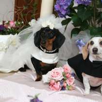 Свадьбы для животных, в Москве