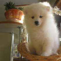 Нежно-кремовый малый шпиц с родословной, в Москве