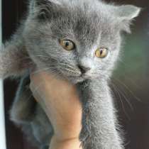 Отдам даром, в Бутурлиновке