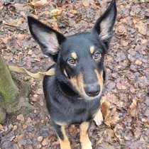 Ищем дом для ласковой домашней собачки Альфы, в Москве