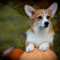 Щенки вельш корги пемброк, в г.Витебск