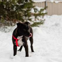 КАРТОШЕЧКА ИЩЕТ ДОМ, в г.Минск