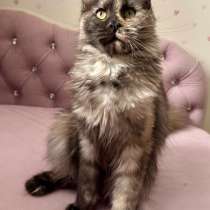 Мейн-кун, в Барнауле