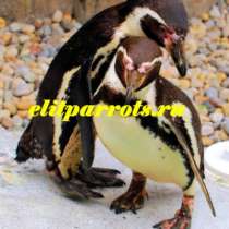 Пингвины из питомников Испании,ФРГ, в Москве