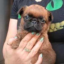 Рыжий мальчик пти-брабансон, в Москве