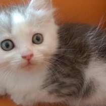 Подарят любовь и ласку, в Москве