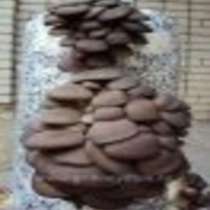 Мицелий грибов вешенка, шампиньонов, опят в Ставрополе, в Ставрополе
