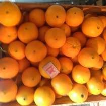 Апельсины Абхазские оптом, в г.Сухум
