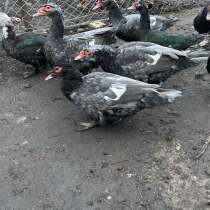 Индоутки, в Задонске