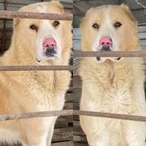 Собака, в Москве