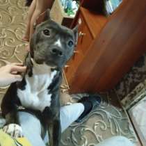 Продам Сабаку, в Москве