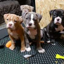 Американский Булли. Тип покет, в Казани