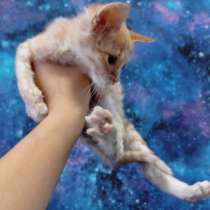 Отдам котят в добрые руки, в г.Алчевск