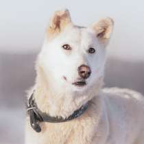 Амурчик - чудесный пес, спасенный из усыпалки, ищет дом!, в Москве