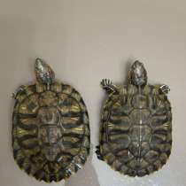 Черепахи 2 бесплатно, в Грозном