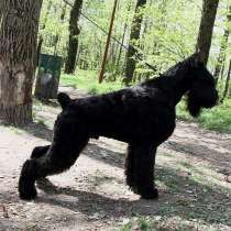 Щеночки РИЗЕНШНАУЦЕРА мега очаровашки, в Москве