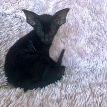 Черные эльфы, в Москве