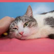 Ищете кошку? Ласкуша Алиса ждёт вас!!!, в Москве